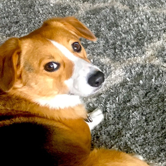 Meet your Posher, Alexis - Picture 1 of 1